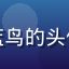 蘑菇社区用户晴空蓝鸟的头像，摄影爱好者风格